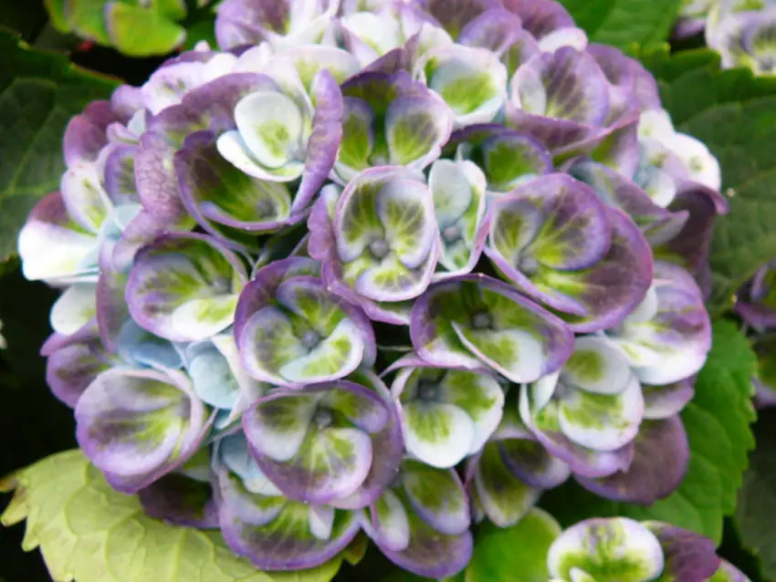 Plantarea și îngrijirea Hydrangea Diamond Ruge