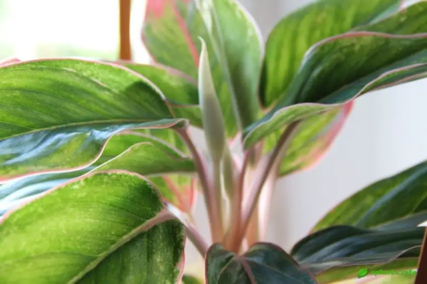 aglaonema pestriță