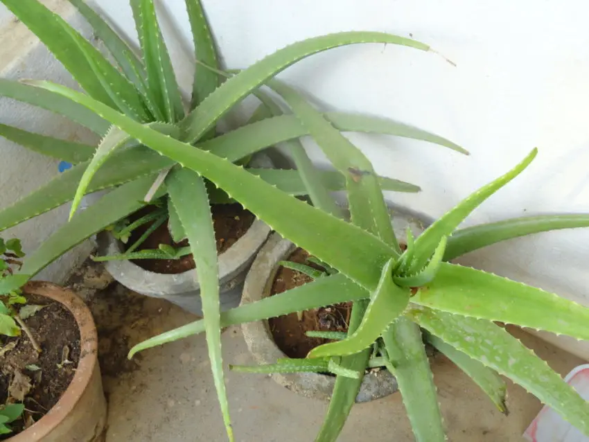 aloe la domiciliu 