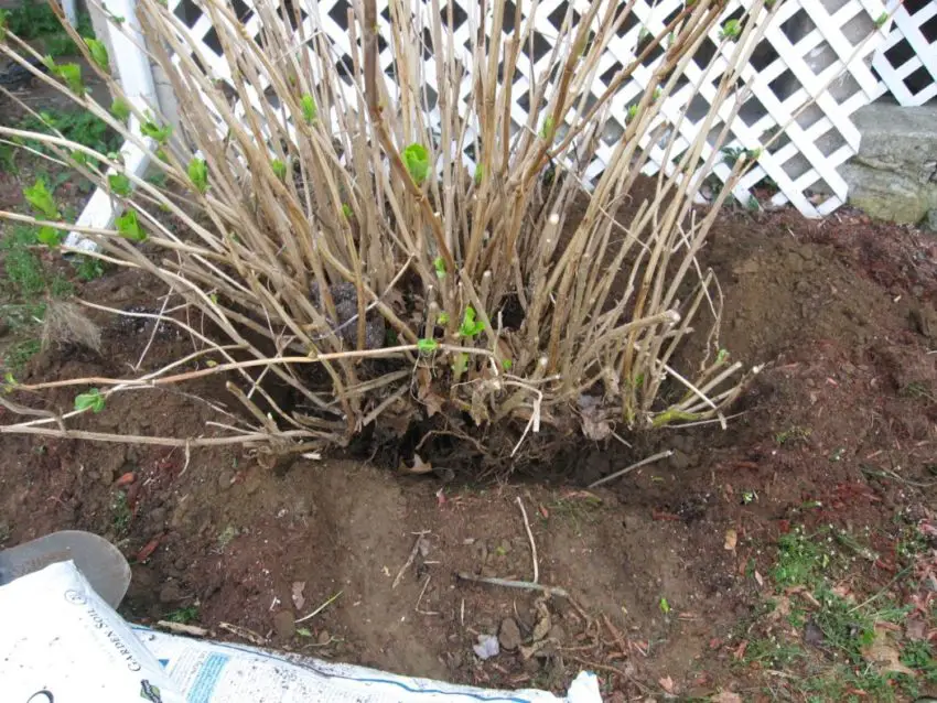 transplant hortensii