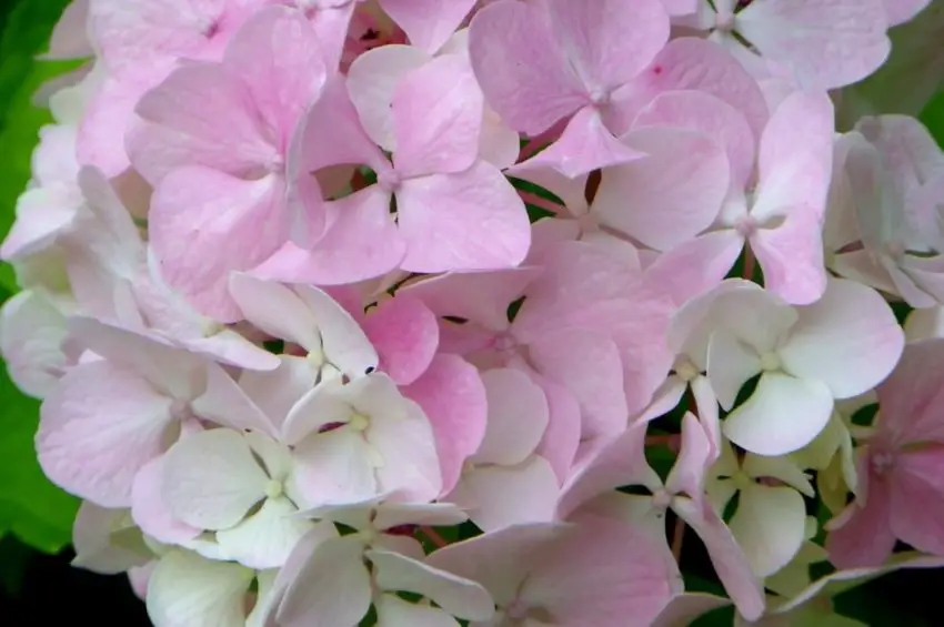 Hydrangea meotericum Magical Candle 