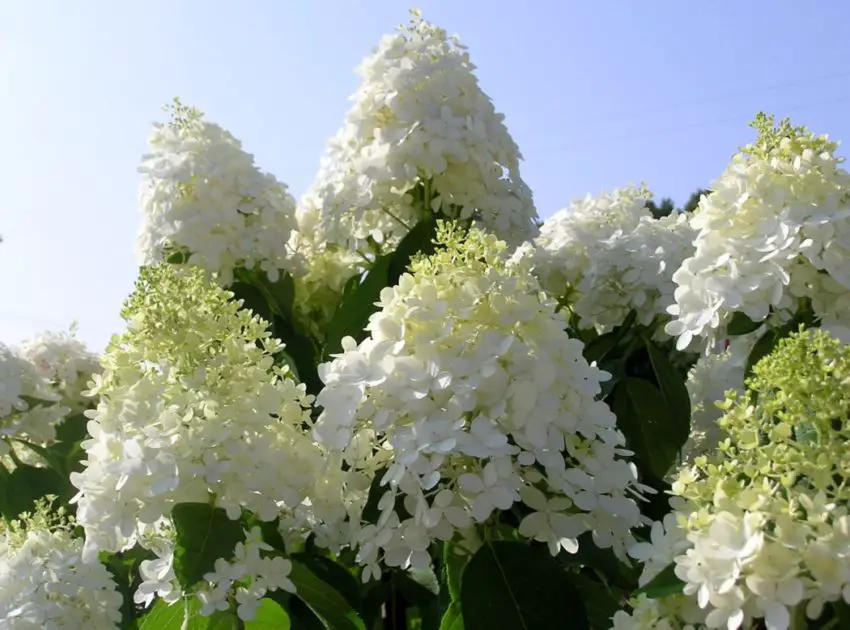 hortensia arborescens