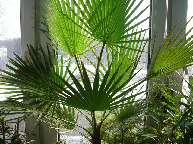 washingtonia îngrijire