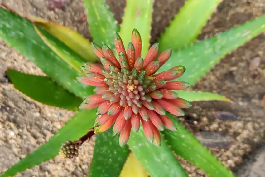 floare de aloe