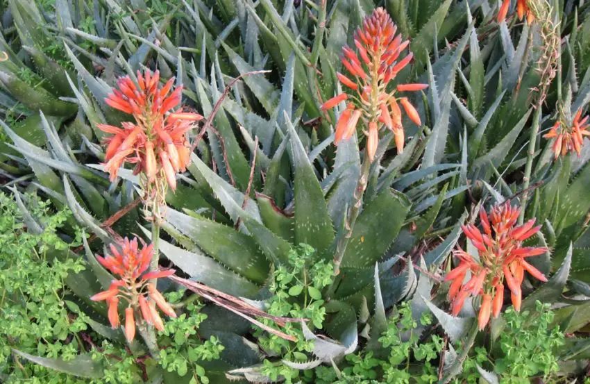 aloe la domiciliu 