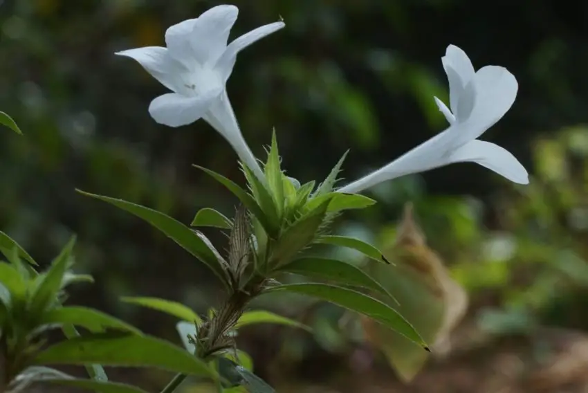 fotografie de barleria