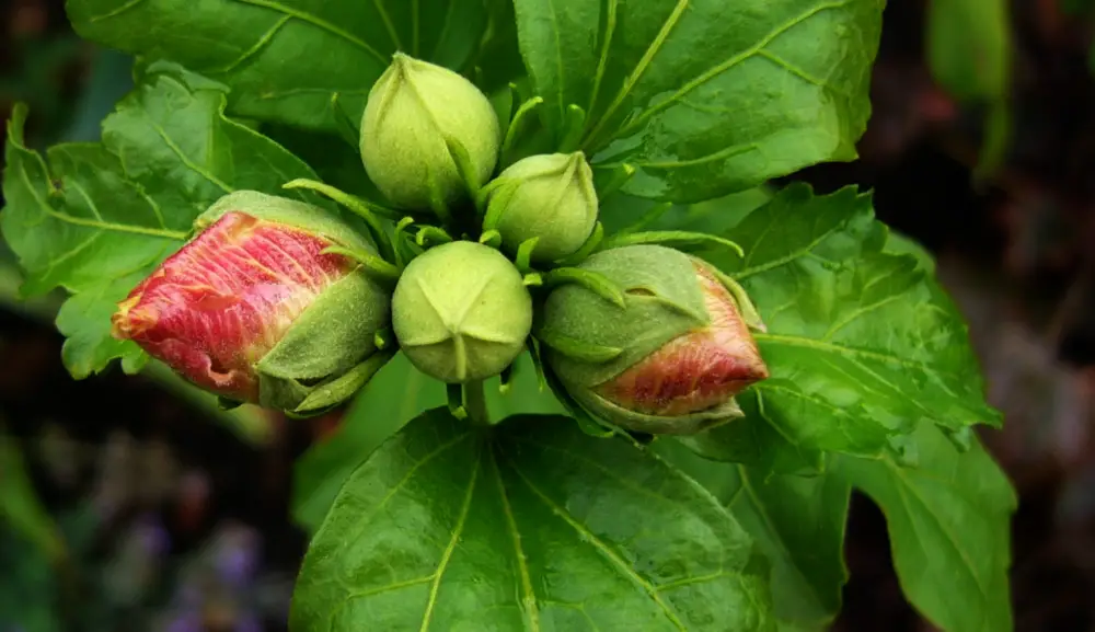 hibiscus will not bloom