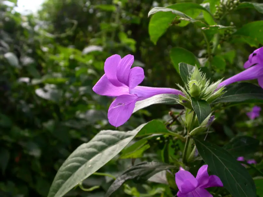 barleria