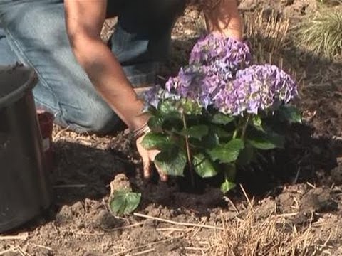 Transplantarea hortensiei 