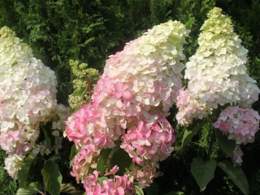 Descrierea și îngrijirea Hydrangea Frise Melba