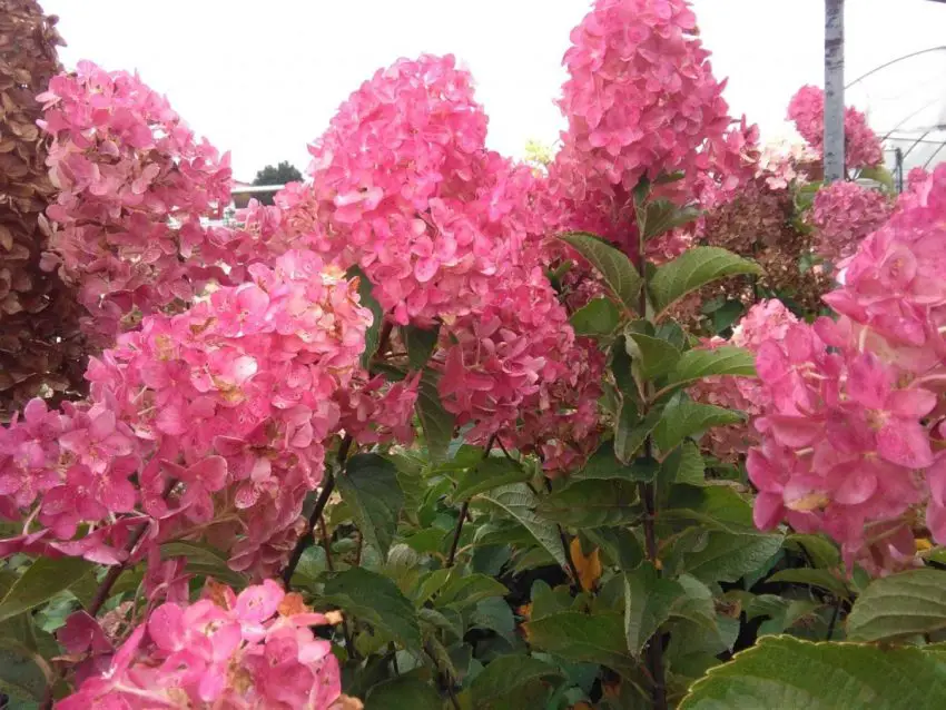 Hortensia Frise melba