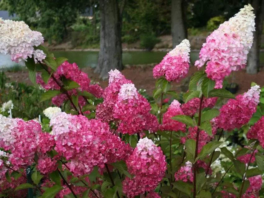 Hydrangea melba frisee melba Hydrangea melba