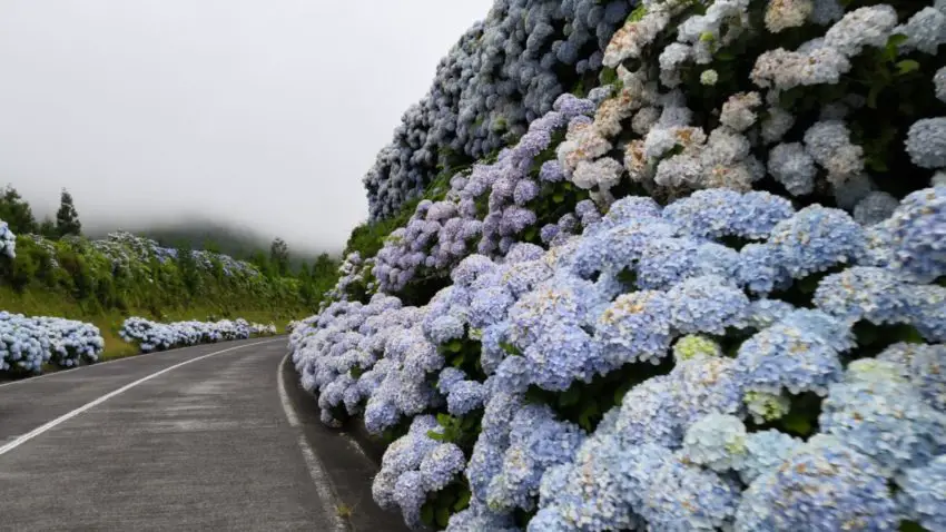 în cazul în care pentru a planta hortensii