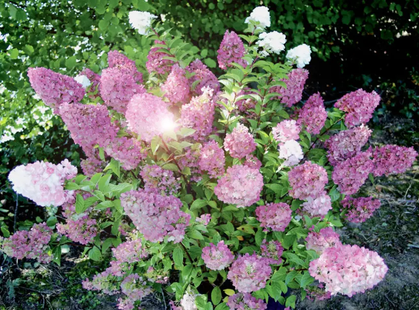 Hortensia diamantino