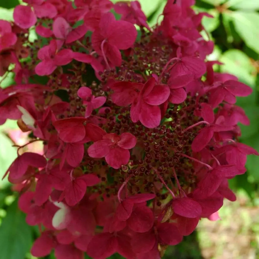 hortensia paniculata wim