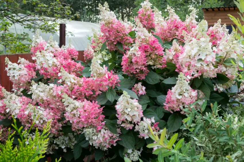 Hydrangea melodiate wims roșu