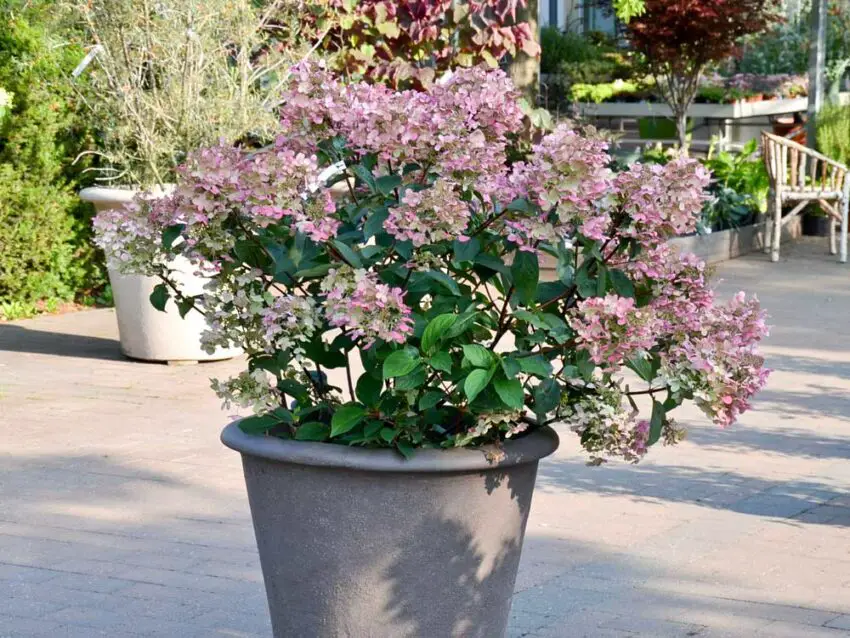 Hydrangea panicula din soiul roșu Wims