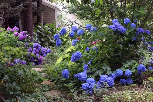 floare de hortensie