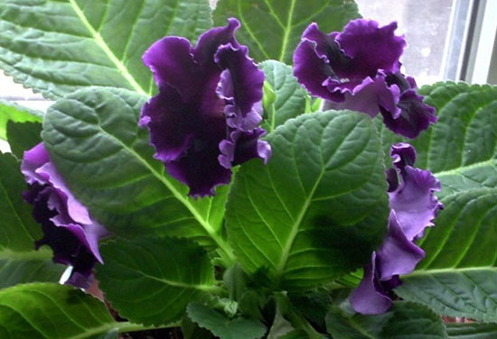 soiuri de gloxinia 