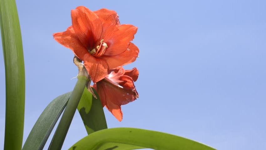  Hippeastrum a înflorit 