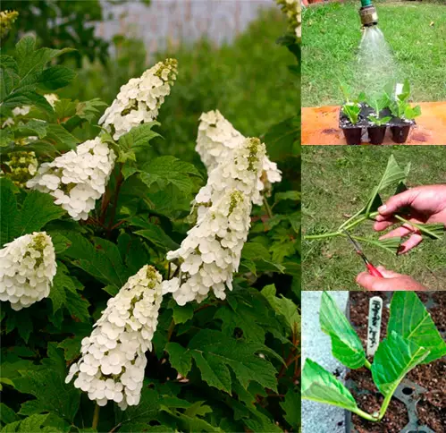 Îngrijire la domiciliu pentru hortensia unicum