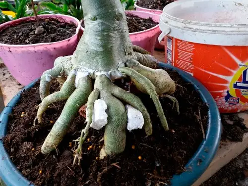 caudex în adenium