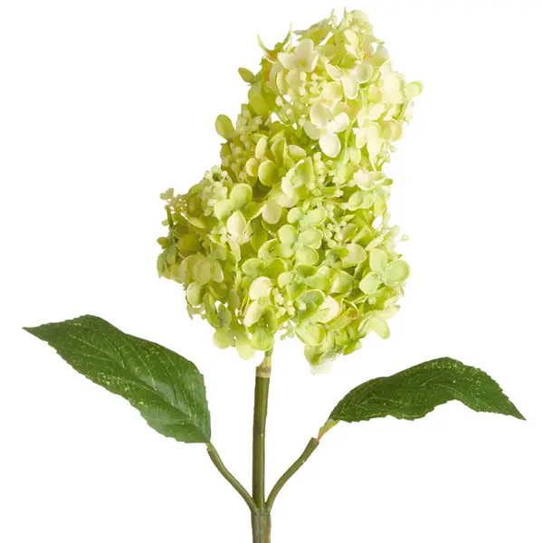 Hydrangea panicula când înflorește