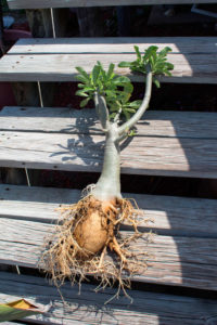  formarea adenium caudex