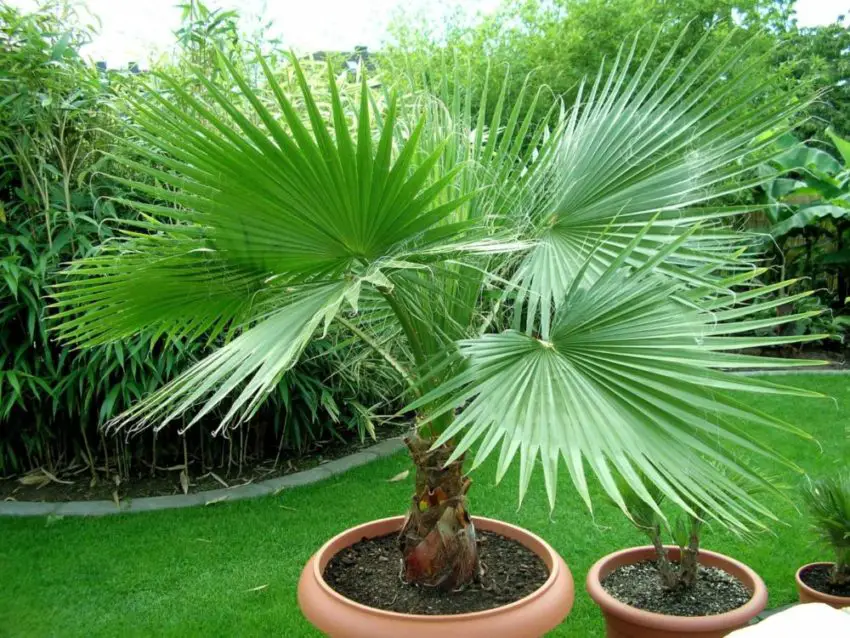 Washingtonia nitensis: Cum să ai grijă de plantă