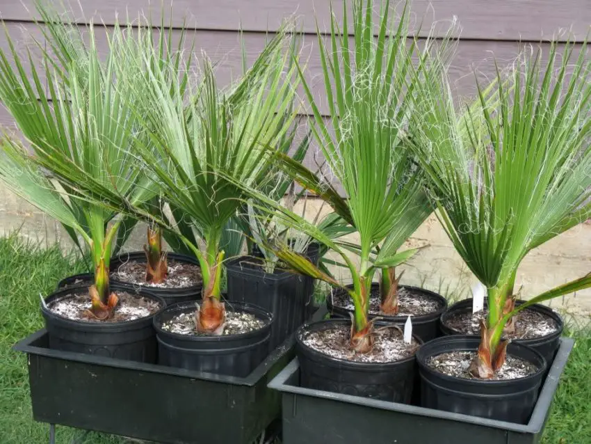 Washingtonia nitensis: Cum să ai grijă de plantă