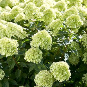 Hydrangea Little Lime: Descrierea soiului, plantare și îngrijire