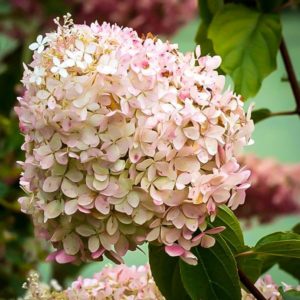 Hortensia Phantom