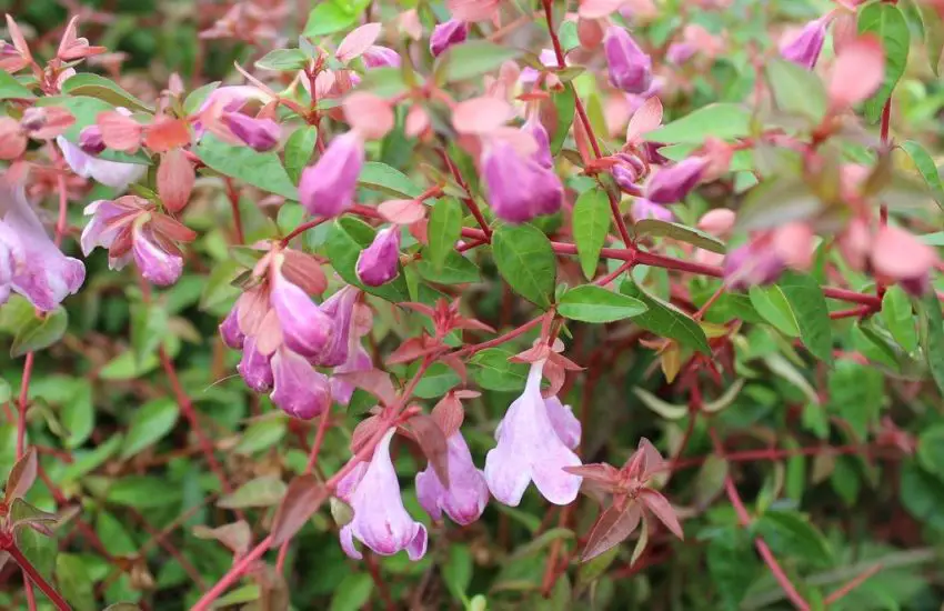 Abelia fotografie