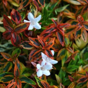 Abelia caleidoscop fotografie