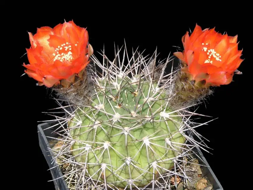 Acanthocalycium: specii, plantare, îngrijire și înmulțire