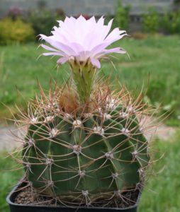 Acanthocalycium: specii, plantare, îngrijire și înmulțire