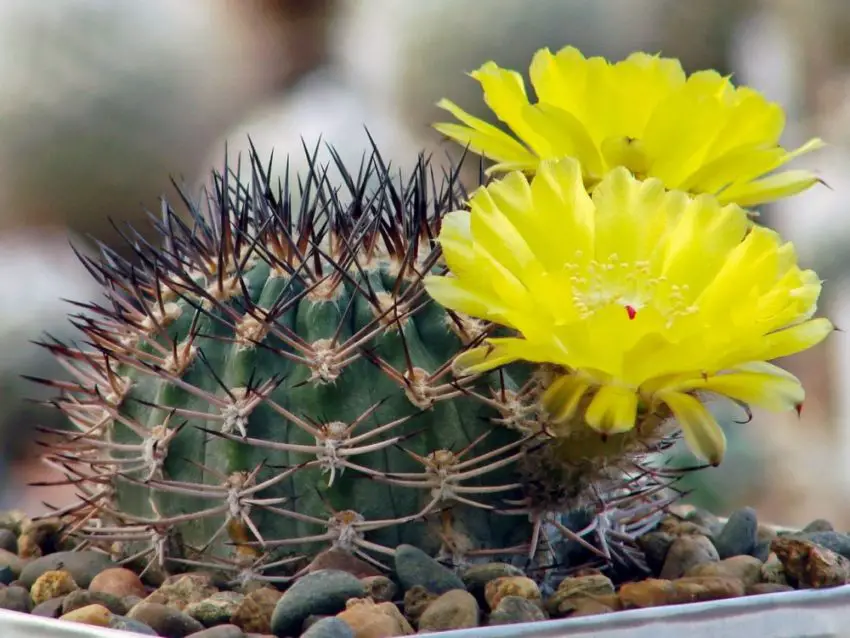 Acanthocalycium: specii, plantare, îngrijire și înmulțire