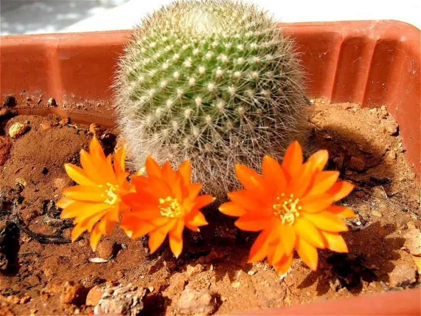 Acanthocalycium: specii, plantare, îngrijire și înmulțire