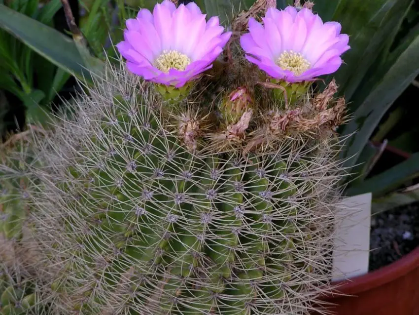 Acanthocalycium: specii, plantare, îngrijire și înmulțire