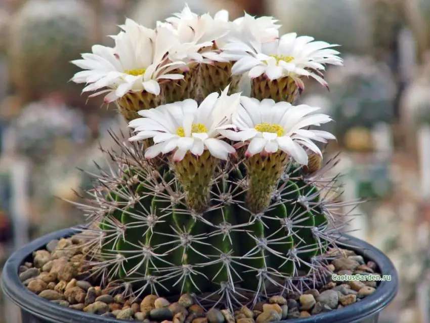 Acanthocalycium: specii, plantare, îngrijire și înmulțire