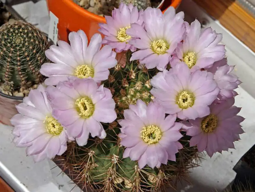 Acanthocalycium: specii, plantare, îngrijire și înmulțire