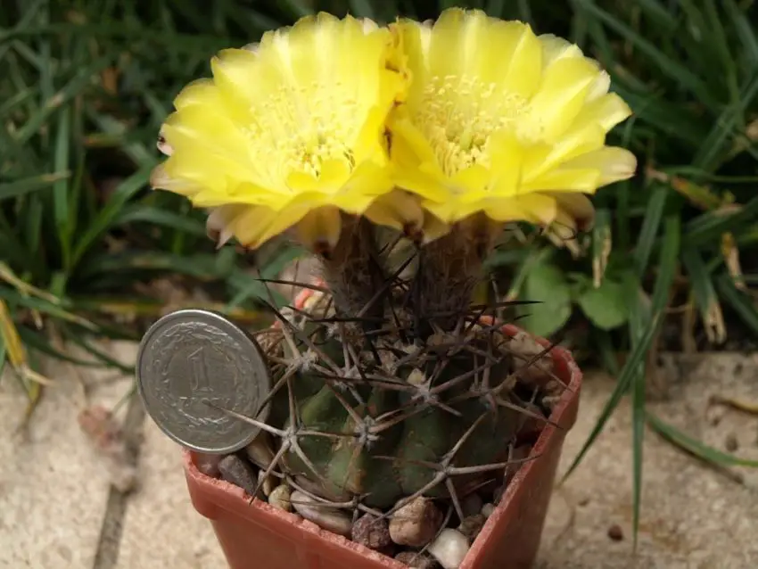 Acanthocalycium: specii, plantare, îngrijire și înmulțire