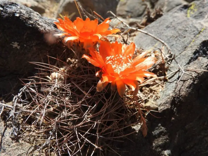 Acanthocalycium: specii, plantare, îngrijire și înmulțire