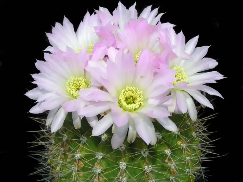 Acanthocalycium: specii, plantare, îngrijire și înmulțire