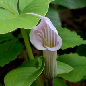 Arisaema candidissimum