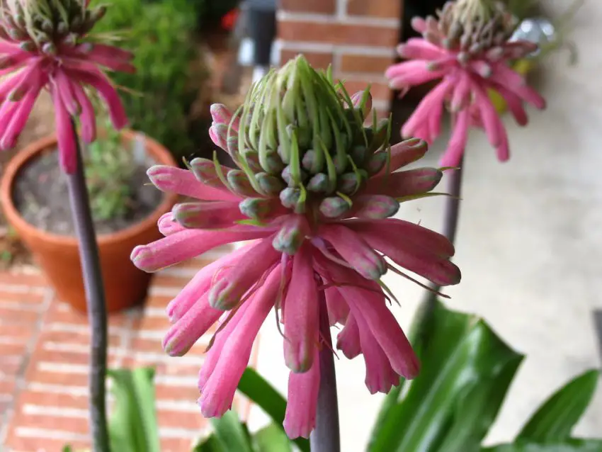 veltheimia fotografie