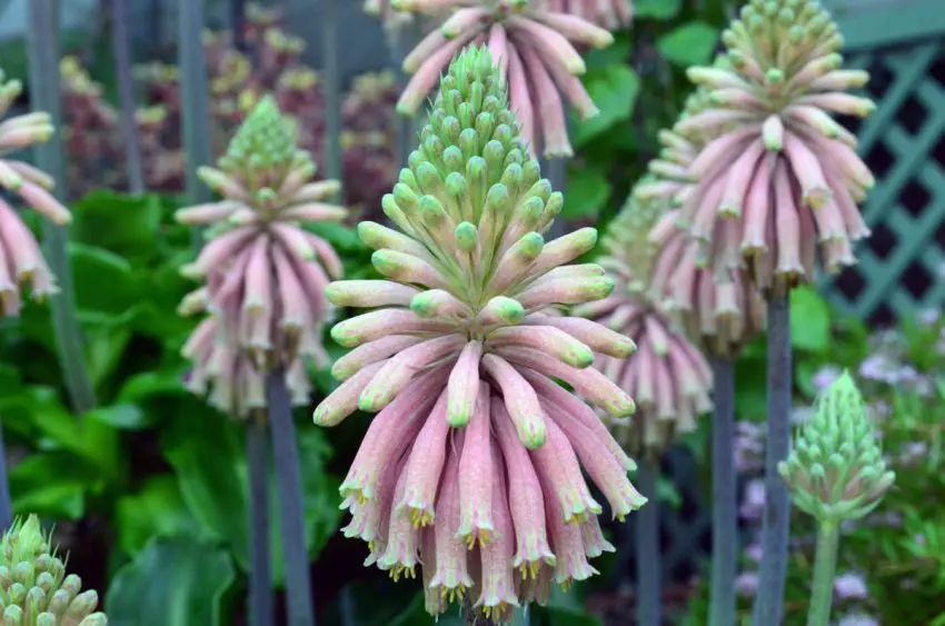 veltheimia bractee