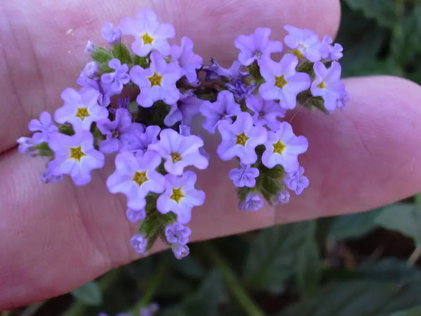 Heliotrope: specii, cultivare și îngrijire