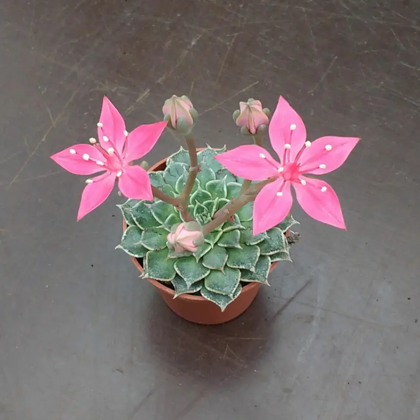 graptopetalum înflorire