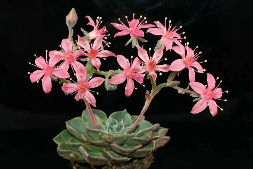 graptopetalum floare